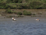 SX03566 Ducks in Ogmore river - Shelducks (Tadorna Tadorna).jpg
